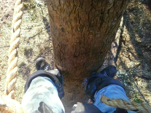 Tree Climbing with Spikes DIY